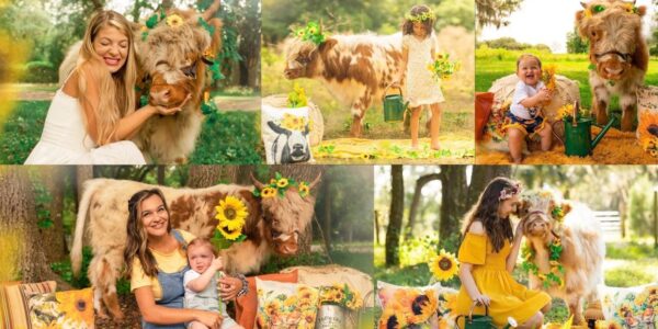 Child with a fluffy highland cow and big sunflowers