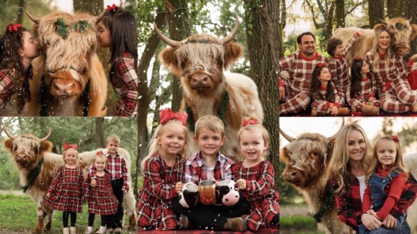Holiday portraits with a highland cow